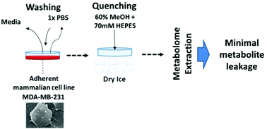 Graphical abstract: Influence of washing and quenching in profiling the metabolome of adherent mammalian cells: a case study with the metastatic breast cancer cell line MDA-MB-231