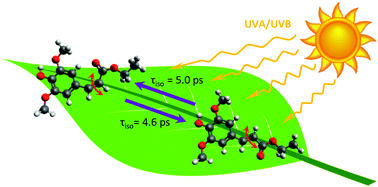 Graphical abstract: Investigating isomer specific photoprotection in a model plant sunscreen