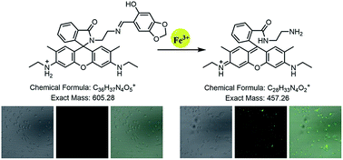 Graphical abstract: A rhodamine-6G-based “turn-on” fluorescent probe for selective detection of Fe3+ in living cells