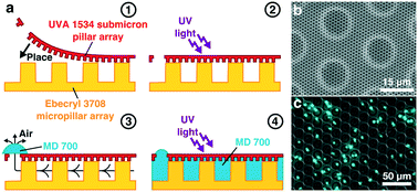 Graphical abstract: Two-level submicron high porosity membranes (2LHPM) for the capture and release of white blood cells (WBCs)