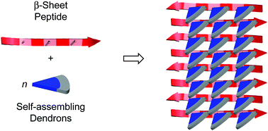 Graphical abstract: Peptide–dendron hybrids that adopt sequence-encoded β-sheet conformations