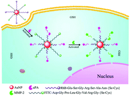 Graphical abstract: An Au–Se nanoprobe for the evaluation of the invasive potential of breast cancer cells via imaging the sequential activation of uPA and MMP-2