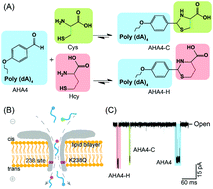 Graphical abstract: Simultaneous single-molecule discrimination of cysteine and homocysteine with a protein nanopore