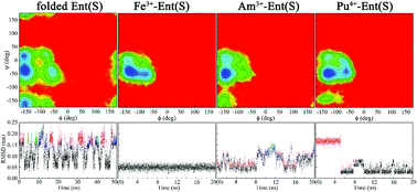 Graphical abstract: The folding equilibria of enterobactin enantiomers and their interaction with actinides