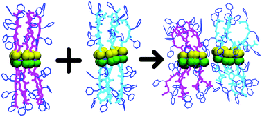 Graphical abstract: Conformational dynamics and interfacial interactions of peptide-appended pillar[5]arene water channels in biomimetic membranes