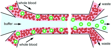 Graphical abstract: Size-dependent enrichment of leukocytes from undiluted whole blood using shear-induced diffusion