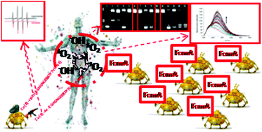 Graphical abstract: ROS-mediated lipid peroxidation as a result of Cu(ii) interaction with FomA protein fragments of F. nucleatum: relevance to colorectal carcinogenesis
