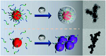Graphical abstract: A high local DNA concentration for nucleating a DNA/Fe coordination shell on gold nanoparticles