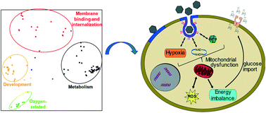 Graphical abstract: Subtoxic dose of lithium cobalt oxide nanosheets impacts critical molecular pathways in trout gill epithelial cells