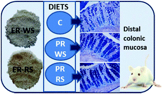 Graphical abstract: Refined sorghum flours precooked by extrusion enhance the integrity of the colonic mucosa barrier and promote a hepatic antioxidant environment in growing Wistar rats