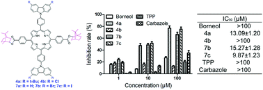 Graphical abstract: meso-borneol- and meso-carbazole-substituted porphyrins: multifunctional chromophores with tunable electronic structures and antitumor activities