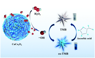 Graphical abstract: The excellent peroxidase-like activity of uniform CuCo2O4 microspheres with oxygen vacancy for fast sensing of hydrogen peroxide and ascorbic acid