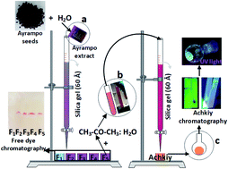 Graphical abstract: Extraction of 2′-O-apiosyl-6′-O-crotonic acid-betanin from the ayrampo seed (Opuntia soehrensii) cuticle and its use as an emitting layer in an organic light-emitting diode