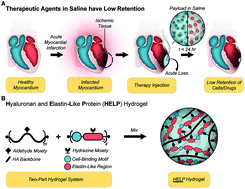 Graphical abstract: Hyaluronan and elastin-like protein (HELP) gels significantly improve microsphere retention in the myocardium