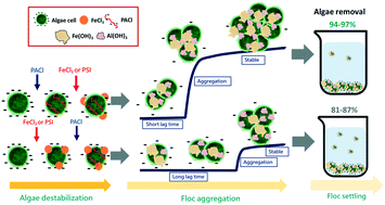 Graphical abstract: Influence of Al/Fe-based coagulant dosing sequences on floc formation and settling behavior in algae-laden water