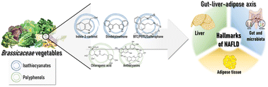 Graphical abstract: Are isothiocyanates and polyphenols from Brassicaceae vegetables emerging as preventive/therapeutic strategies for NAFLD? The landscape of recent preclinical findings