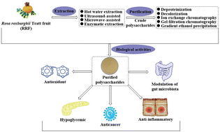 Graphical abstract: Recent advances in polysaccharides from Rose roxburghii Tratt fruits: isolation, structural characterization, and bioactivities