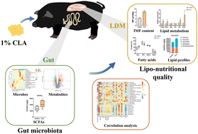 Graphical abstract: CLA improves the lipo-nutritional quality of pork and regulates the gut microbiota in Heigai pigs