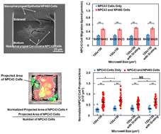 Graphical abstract: Enhanced motility and interaction of nasopharyngeal carcinoma with epithelial cells in confined microwells