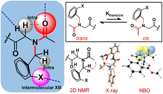 Graphical abstract: Deciphering C–H⋯O/X weak hydrogen bonding and halogen bonding interactions in aromatic peptoids