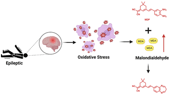 Graphical abstract: Fluorescence probe for real-time malonaldehyde detection in epilepsy model