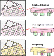 Graphical abstract: Selective expansion of renal cancer stem cells using microfluidic single-cell culture arrays for anticancer drug testing