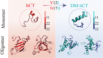 Graphical abstract: Deciphering the influence of Y12L and N17H substitutions on the conformation and oligomerization of human calcitonin