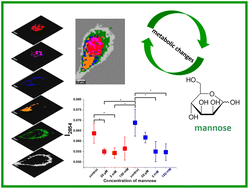 Graphical abstract: Biochemical changes in lipid and protein metabolism caused by mannose-Raman spectroscopy studies