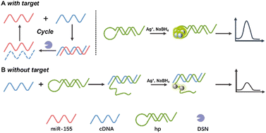 Graphical abstract: Label-free miRNA fluorescent biosensors based on duplex-specific nucleases and silver nanoclusters