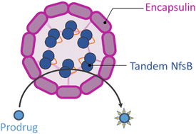 Graphical abstract: A nanoengineered tandem nitroreductase: designing a robust prodrug-activating nanoreactor