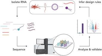 Graphical abstract: The time course of in vivo cellular responses to LNPs