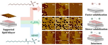 Graphical abstract: Direct observation of interactions between supported lipid bilayers and surfactants