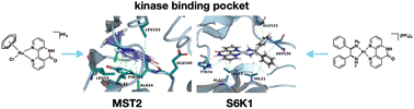 Graphical abstract: Platinum(ii) and ruthenium(ii) coordination complexes equipped with an anchoring site for binding the protein kinase enzyme pockets: synthesis, molecular docking and biological assays