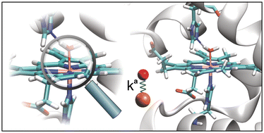 Graphical abstract: Metal–ligand and hydrogen bonding in the active site of Fe(iii)-, Mn(iii)- and Co(iii)-myoglobins
