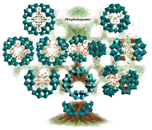 Graphical abstract: The cyclic 48-tungsto-8-phosphate [H7P8W48O184]33− Contant–Tézé polyanion and its derivatives [H6P4W24O94]18− and [H2P2W12O48]12−: structural aspects and reactivity