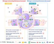 Graphical abstract: Effects of unmodified and amine-functionalized polystyrene nanoplastics on nitrogen removal by Pseudomonas stutzeri: strain characteristics, extracellular polymers, and transcriptomics