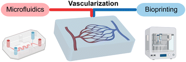 Graphical abstract: Integrating microfluidic and bioprinting technologies: advanced strategies for tissue vascularization