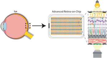 Graphical abstract: Retina-on-chip: engineering functional in vitro models of the human retina using organ-on-chip technology