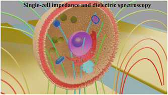 Graphical abstract: Tutorial on impedance and dielectric spectroscopy for single-cell characterisation on microfluidic platforms: theory, practice, and recent advances