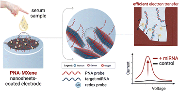 Graphical abstract: Peptide nucleic acid-clicked Ti3C2Tx MXene for ultrasensitive enzyme-free electrochemical detection of microRNA biomarkers