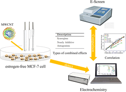 Graphical abstract: Evaluating the combined estrogenic effects of plant growth regulators via electrochemical and E-Screen methods
