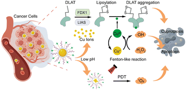 Graphical abstract: Composite nano copper carrier combining cuproptosis and photodynamic therapy for spatiotemporal synergistic anti-tumor therapy