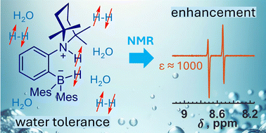 Graphical abstract: Towards water-tolerant ansa-aminoboranes for parahydrogen-induced polarization and beyond