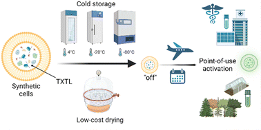Graphical abstract: Synthetic cell preservation strategies enable their storage and activation at the point of use