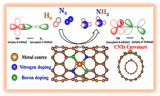 Graphical abstract: Tuning surface curvature in B and N co-doped CNT-derived Fe, Ru and Ir catalysts for electrochemical hydrogenation of N2 to NH3