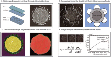 Graphical abstract: Integrated physics-based modeling and microfluidics for quantifying multiphase carbonate dissolution in rocks