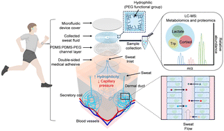 Graphical abstract: Hydrophilic skin-interfaced microfluidic devices for comprehensive sweat collection and analysis