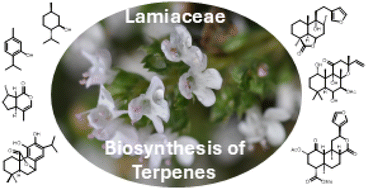 Graphical abstract: Biosynthesis of biologically active terpenoids in the mint family (Lamiaceae)