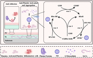 Graphical abstract: A nitric oxide-releasing organic selenium-grafted phosphorylcholine coating for thrombosis and inflammation prevention in extracorporeal membrane oxygenation