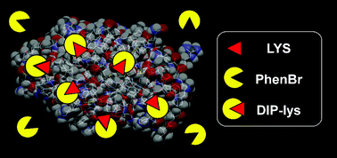 Graphical abstract: Incorporation of N-heterocyclic cations into proteins with a highly directed chemical modification